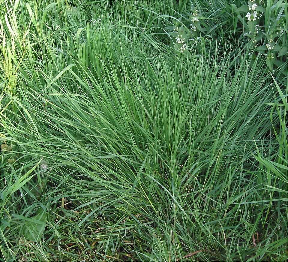 Agrostis capillaris
