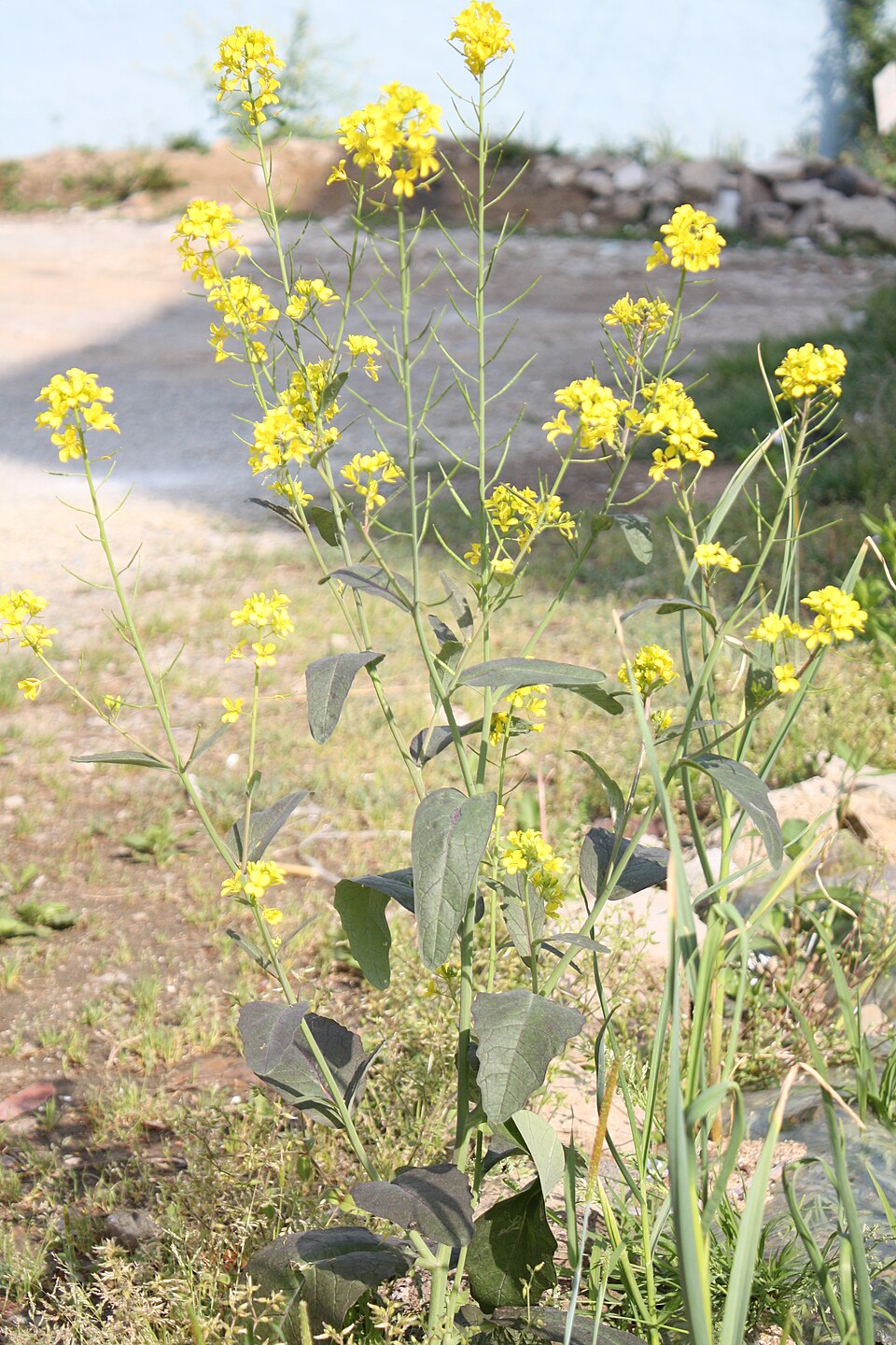 Brassica juncea