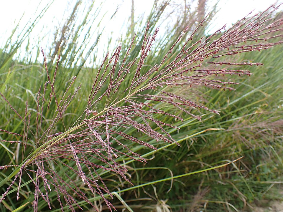Chrysopogon zizanioides