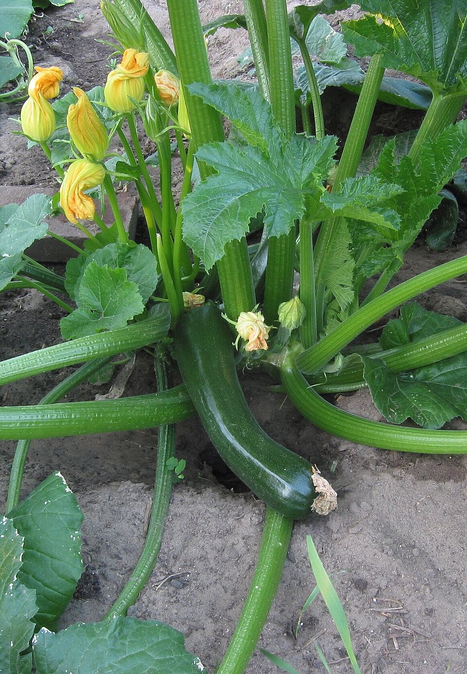 Cucurbita pepo