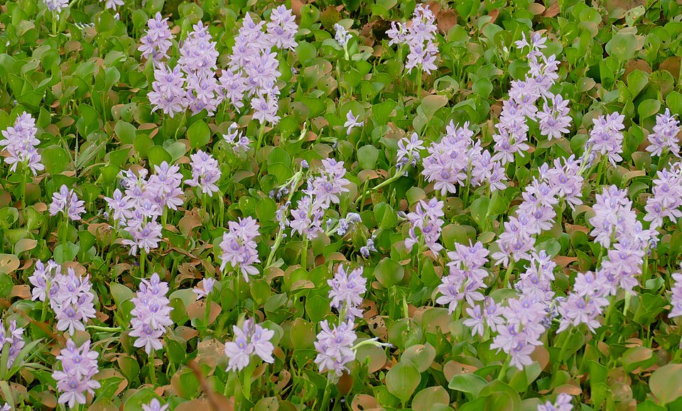 Eichhornia crassipes