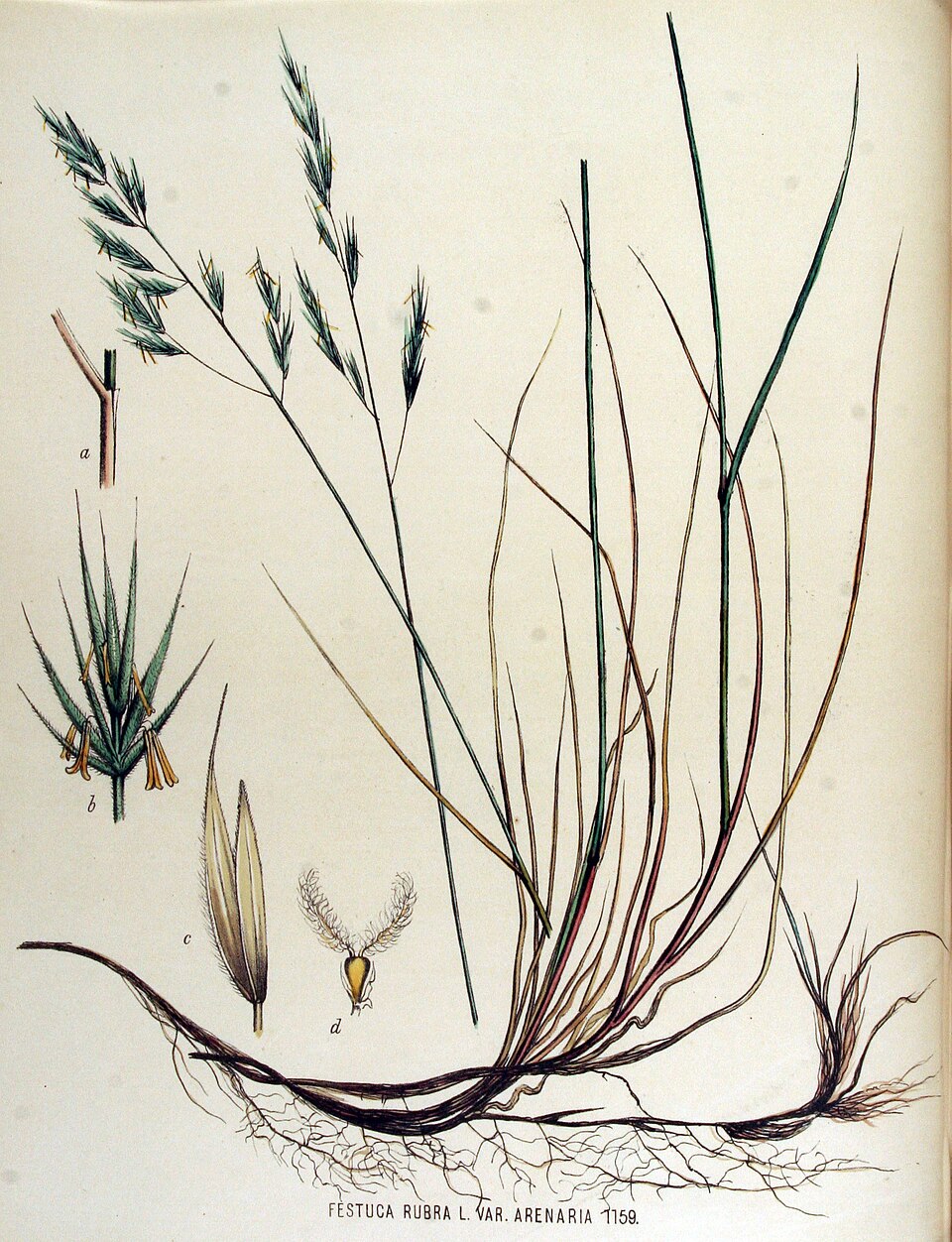 Festuca rubra