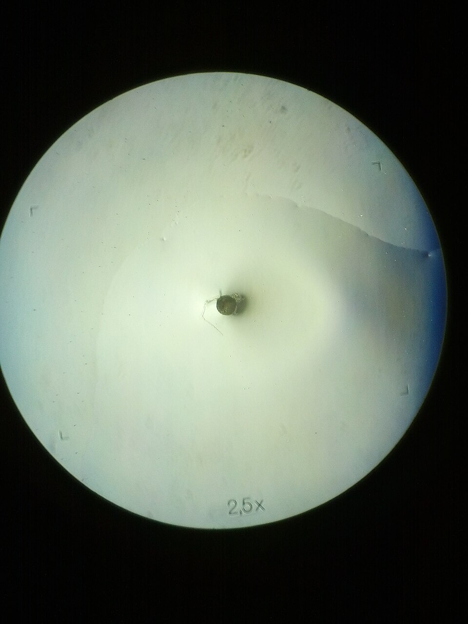 Funneliformis mosseae
