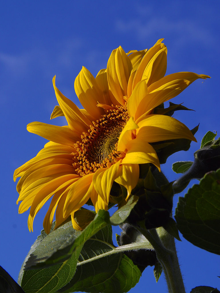 Helianthus annuus