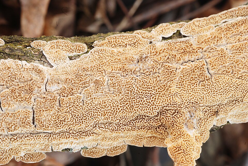 Irpex lacteus