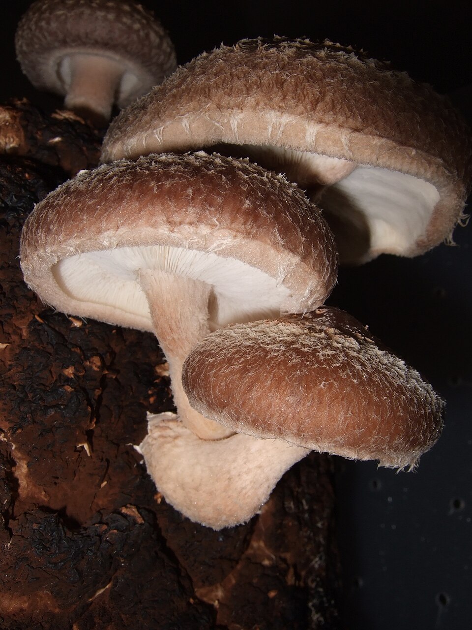 Lentinula edodes