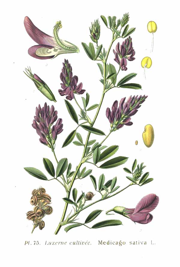 Medicago sativa