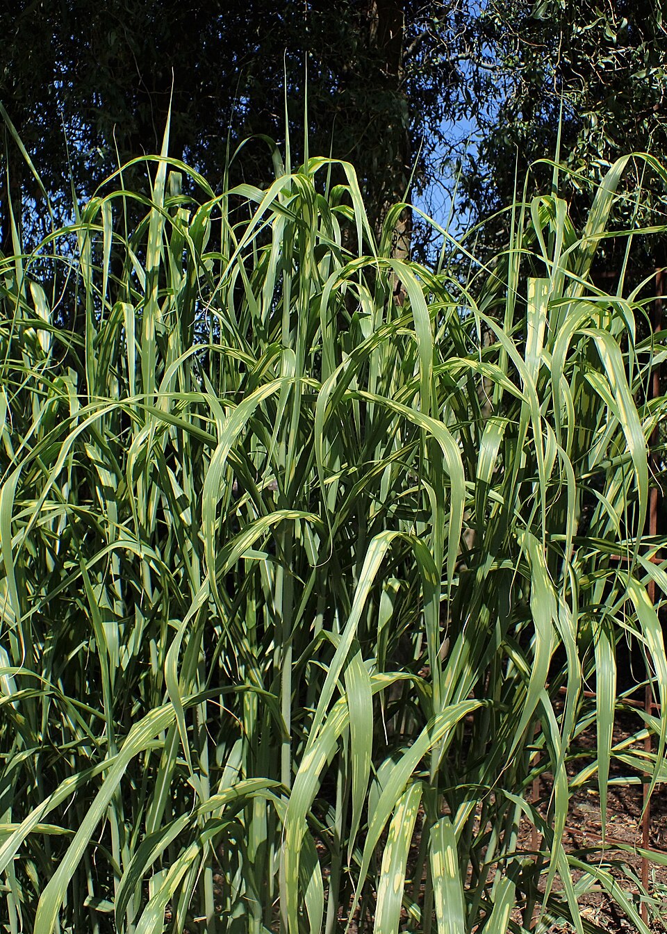 Miscanthus × giganteus