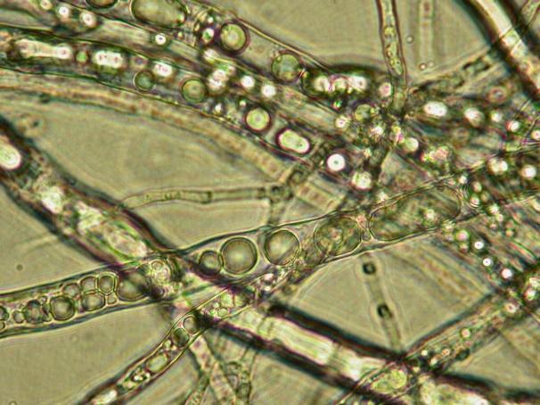 Mucor circinelloides