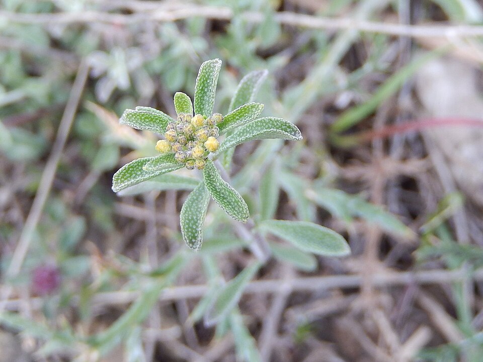 Odontarrhena bertolonii