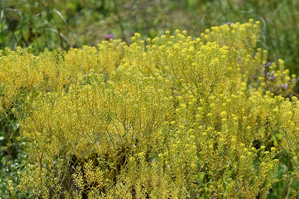 Odontarrhena chalcidica