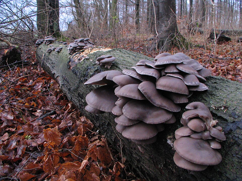 Pleurotus ostreatus
