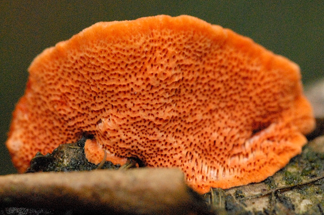 Pycnoporus cinnabarinus