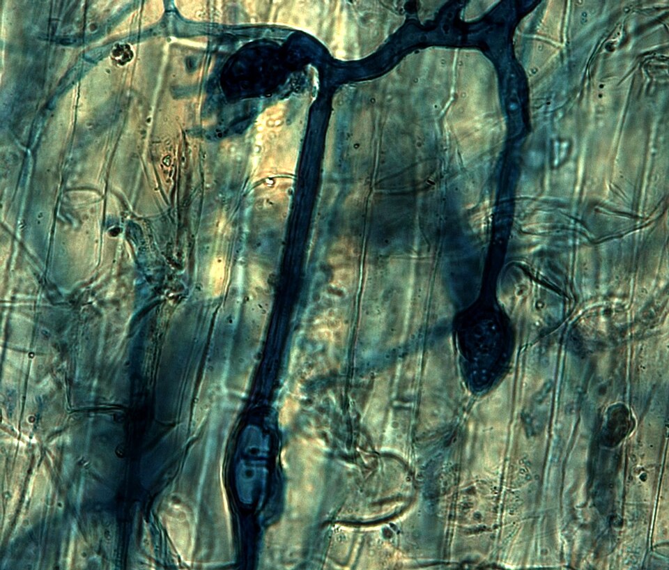 Rhizophagus irregularis