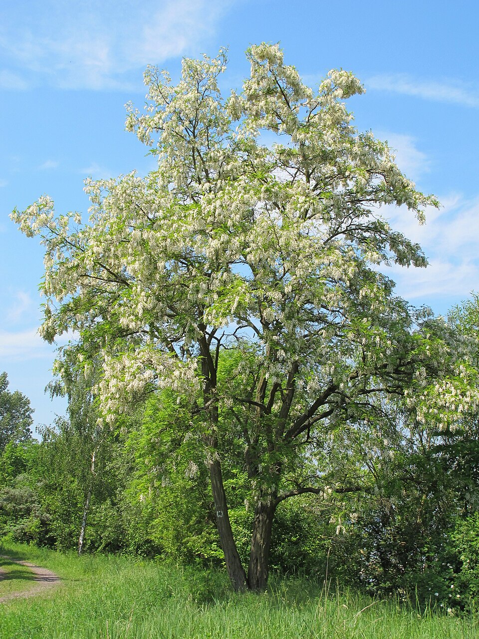 Robinia pseudoacacia