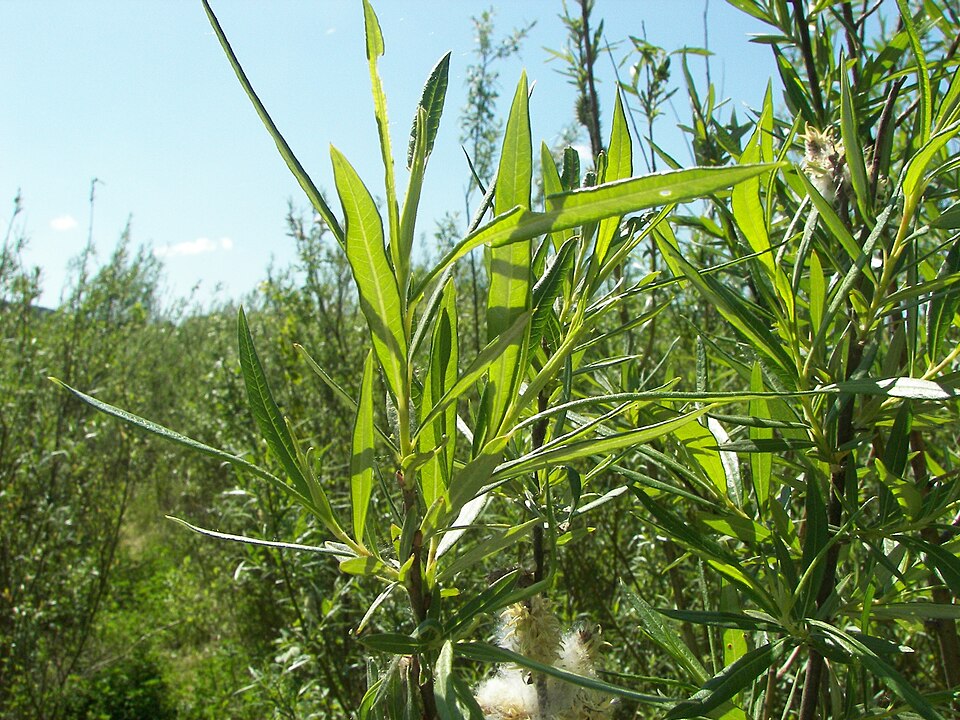 Salix viminalis