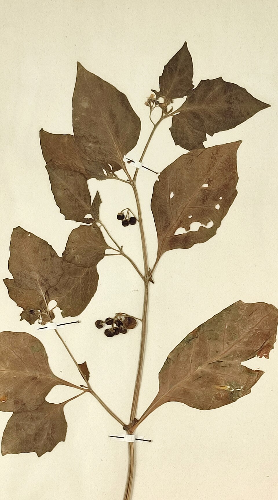 Solanum nigrum