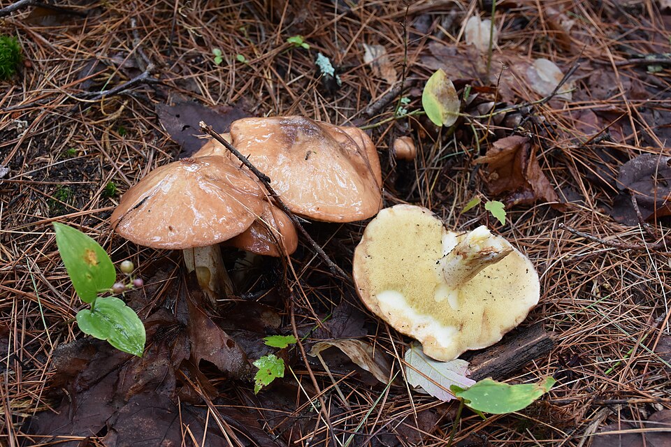 Suillus luteus
