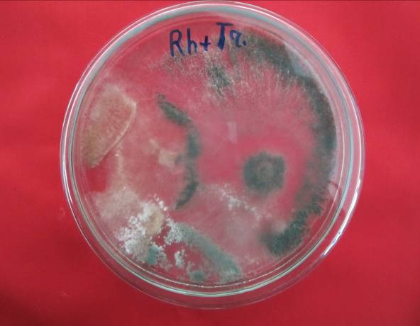 Trichoderma asperellum