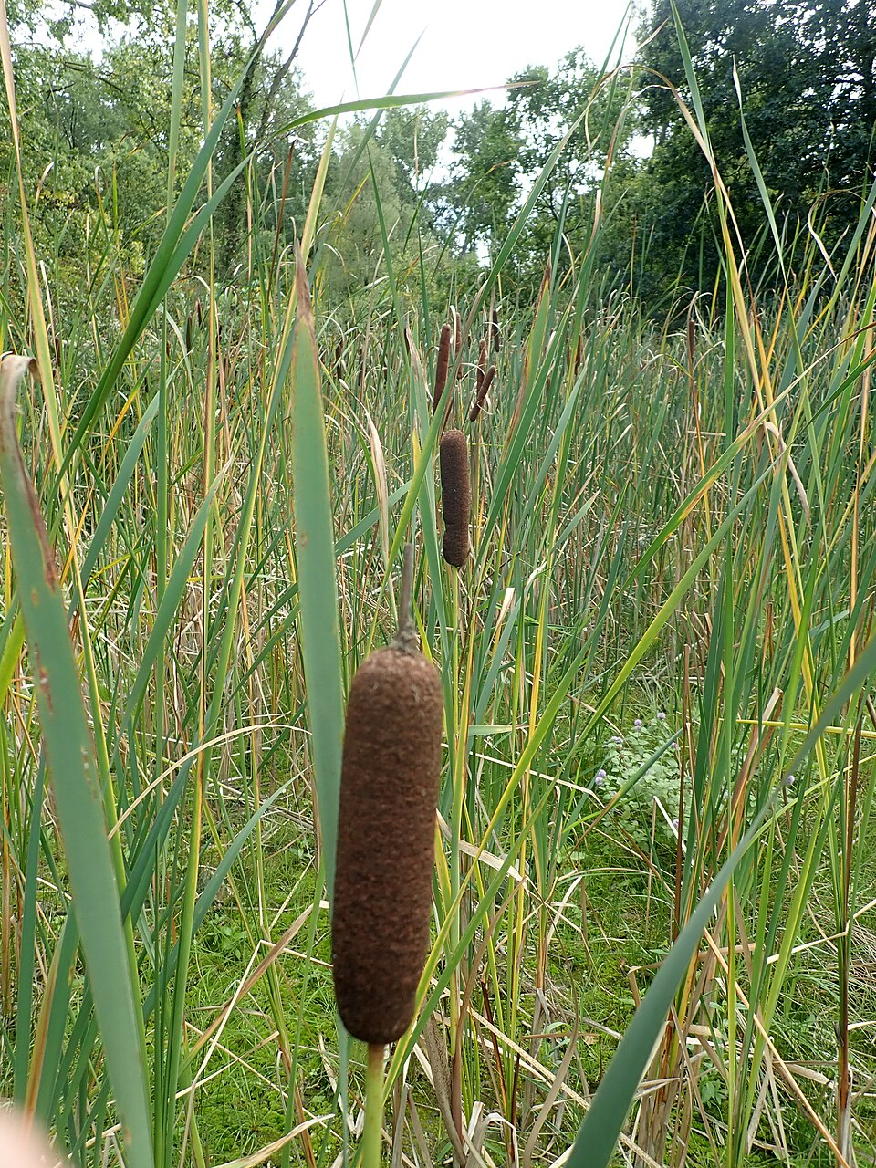 Typha latifolia